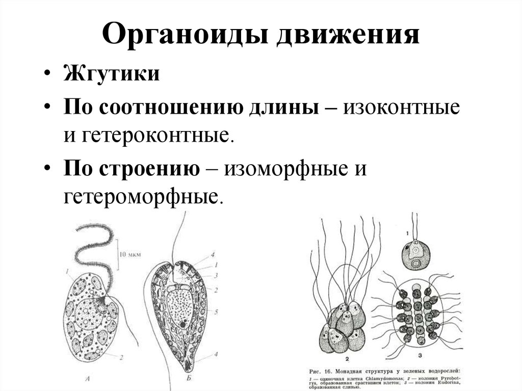 Органоиды движения рисунок