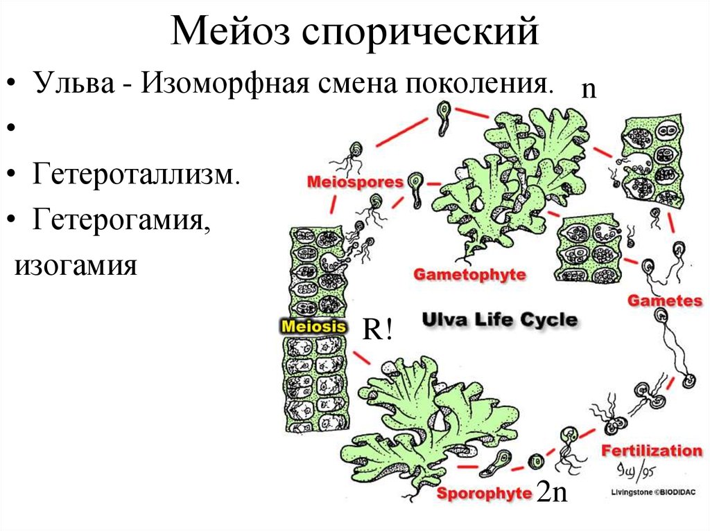 Поколения водорослей. Ульва жизненный цикл. Жизненный цикл ульвы. Жизненный цикл ульвы схема. Жизненный цикл Ulva.