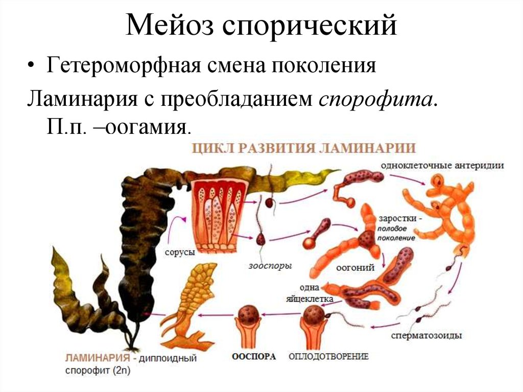 Поколения водорослей. Цикл развития водоросли ламинарии схема. Цикл развития бурых водорослей схема. Схема жизненного цикла бурой водоросли ламинарии. Жизненный цикл ламинарии рисунок.