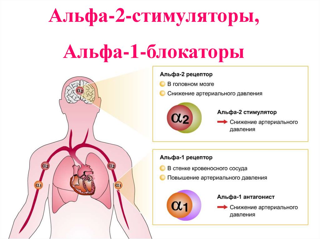 Alpha 1 alpha 2. Альфа 2 адреноблокаторы препараты. Альфа 1 блокаторы. Альфа 1 2 адреноблокаторы механизм действия. Механизм действия Альфа 1 адреноблокаторов.