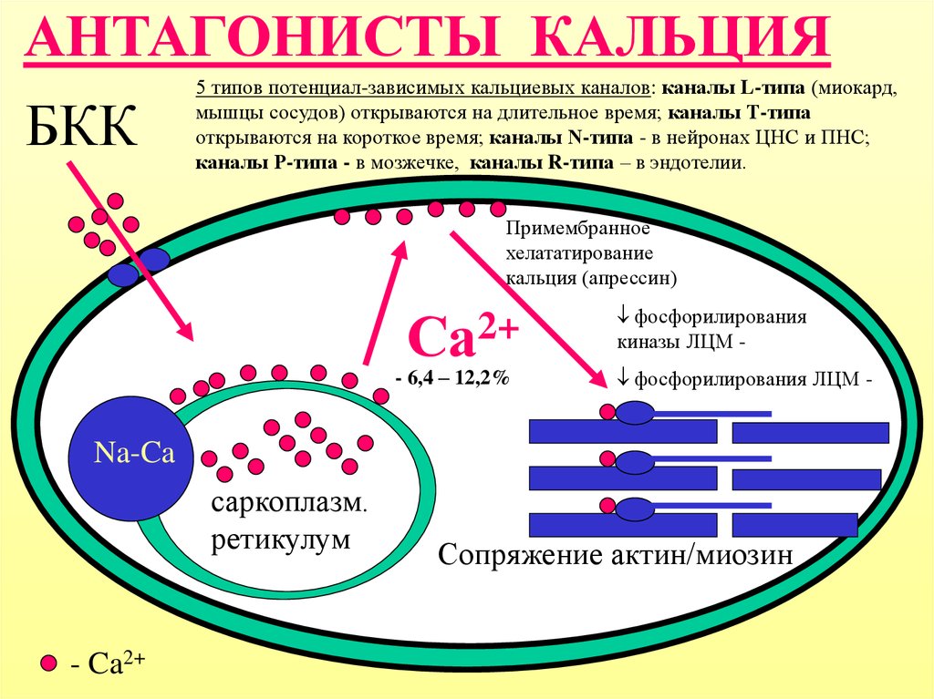 Канал действия. Механизм действия блокаторов кальциевых каналов схема. Блокаторы медленных кальциевых каналов механизм действия. Механизм действия средств блокирующие кальциевые каналы. Блокаторы калиевыхканалов механизм действия.