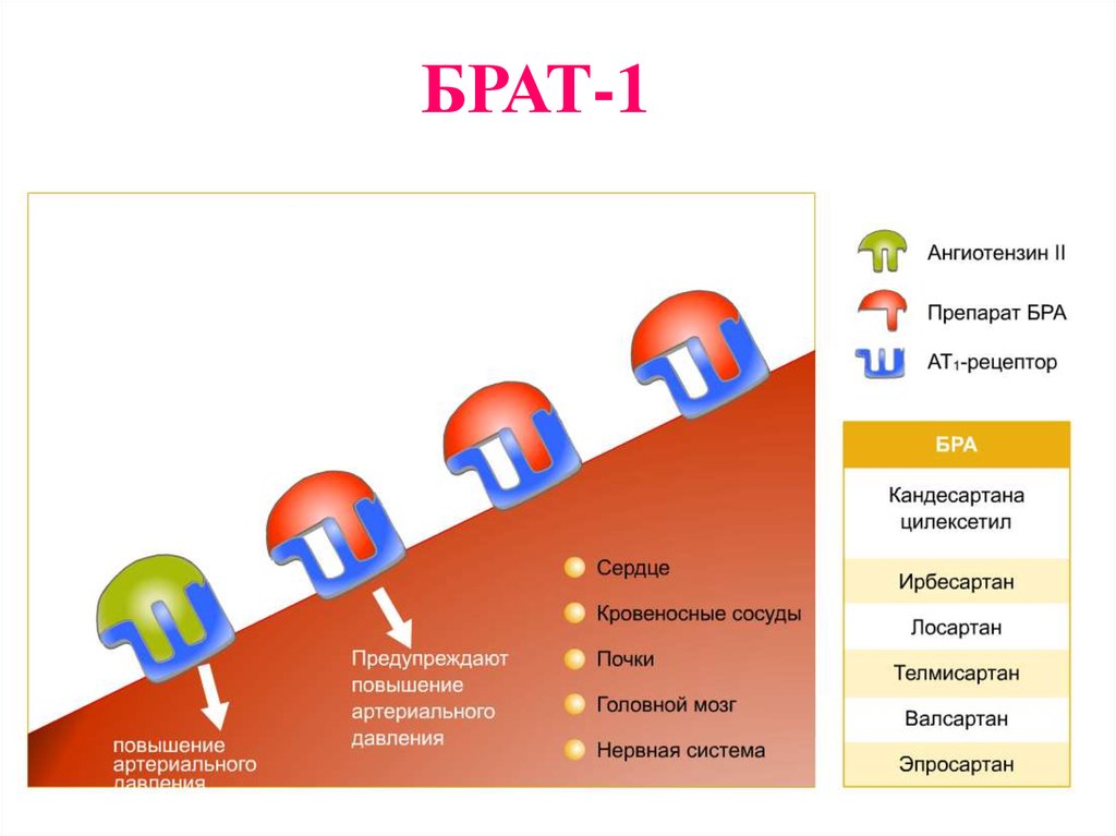 Блокаторы рецепторов. Блокаторы рецепторов АТ-II. Ат2 рецепторы локализация. Ингибиторы ат2 рецепторов. Блокаторы рецепторов ангиотензина 2 механизм.