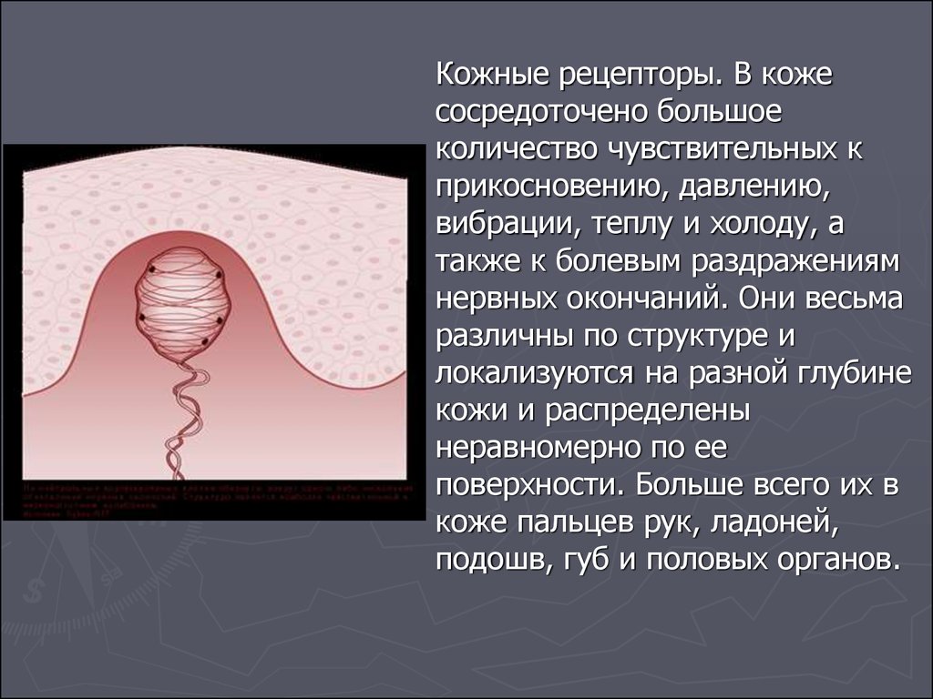 Раздражение рецепторов. Вибрационные рецепторы. Рецепторы давления кожи. Раздражение рецепторов кожи. Рецепторы кожи давления прикосновения вибрации.