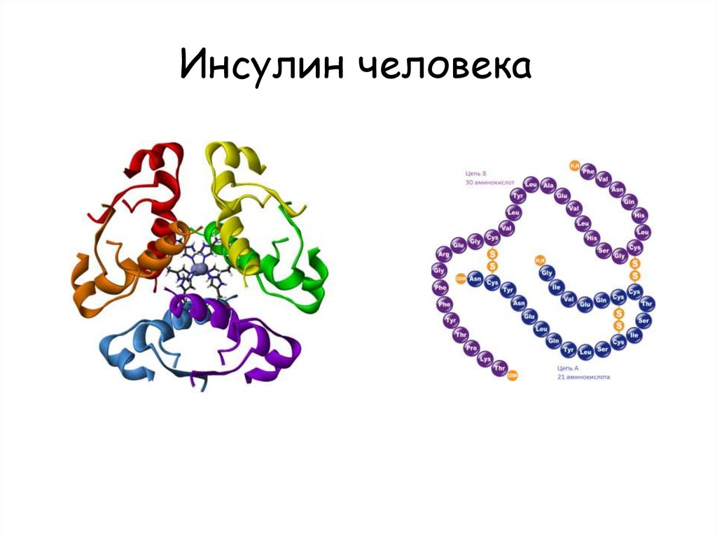 Инсулин это. Инсулин гормон строение. Молекула человеческого инсулина. Инсулин рисунок. Инсулин рисунок молекулы.