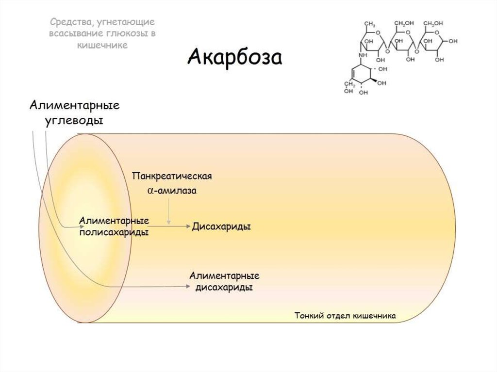 Альфа глюкозидаза. Акарбоза препараты. Ингибиторы Альфа глюкозидазы. Акарбоза действие. Акарбоза механизм действия.