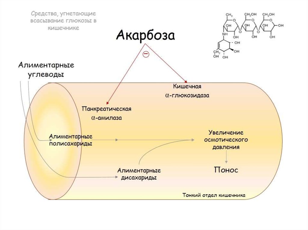 Акарбоза. Глюкобай механизм действия акарбоза. Акарбоза механизм действия фармакология. Механизм гипогликемического действия акарбозы. Акарбоза механизм действия побочные.