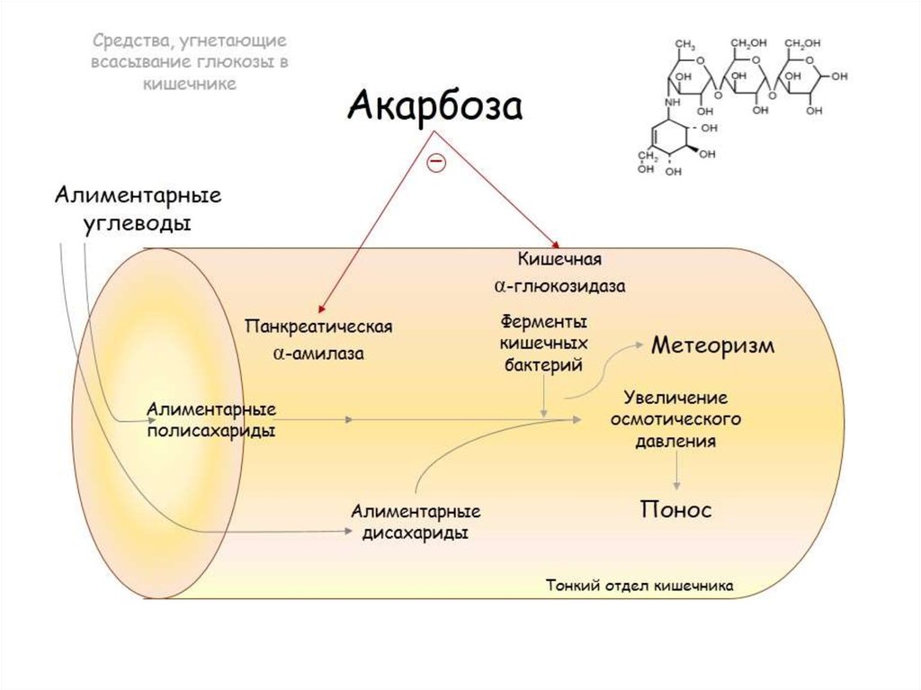 Альфа глюкозидаза. Механизм действия акарбозы. Механизм гипогликемического действия акарбозы. Глюкобай механизм действия. Акарбоза препараты.