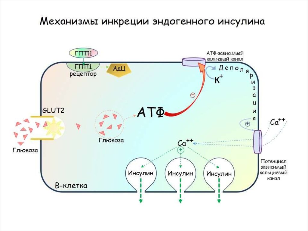 Атф зависимые. Регуляция инкреции инсулина. Изобразите схему регуляции инкреции инсулина. Инкреция инсулина схема. Схема регуляции инкреции инсулина физиология.