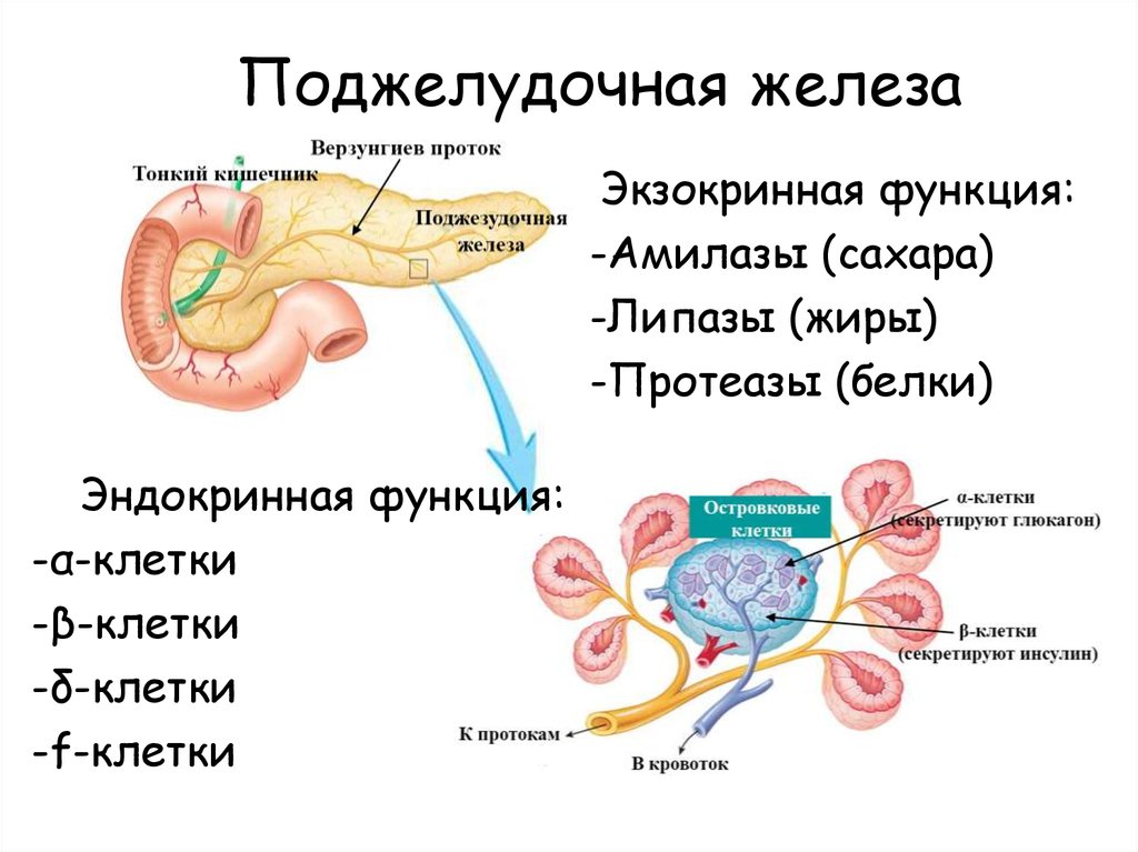 Поджелудочная маркеры. Поджелудочная железа, её эндокринная функция.. Экзокринная функция поджелудочной железы. Экзокринная секреция поджелудочной железы. Экзокринная и эндокринная функция поджелудочной железы.