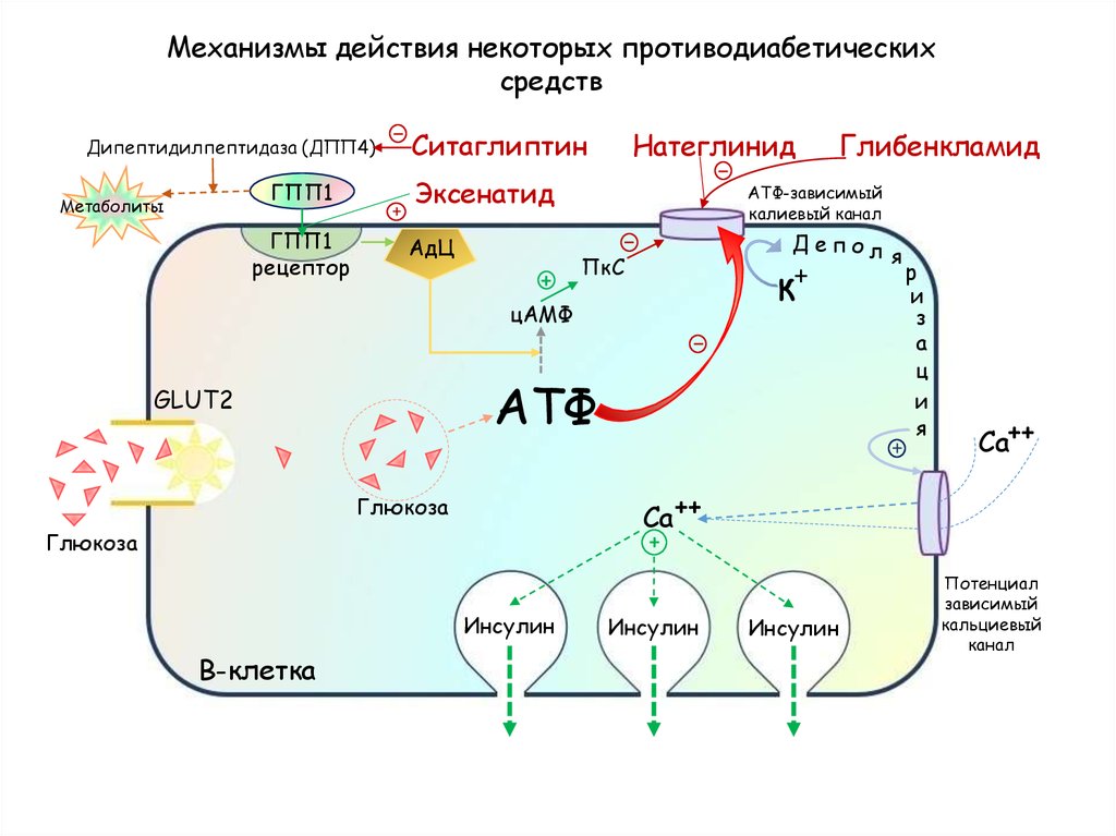 Гпп 1 препараты. Ингибиторы дипептидилпептидазы-4 механизм. Ингибиторы дипептидилпептидазы-4 механизм действия. Ингибиторы дипептидилпептидазы 4 типа. Препараты ингибиторы дипептидилпептидазы.