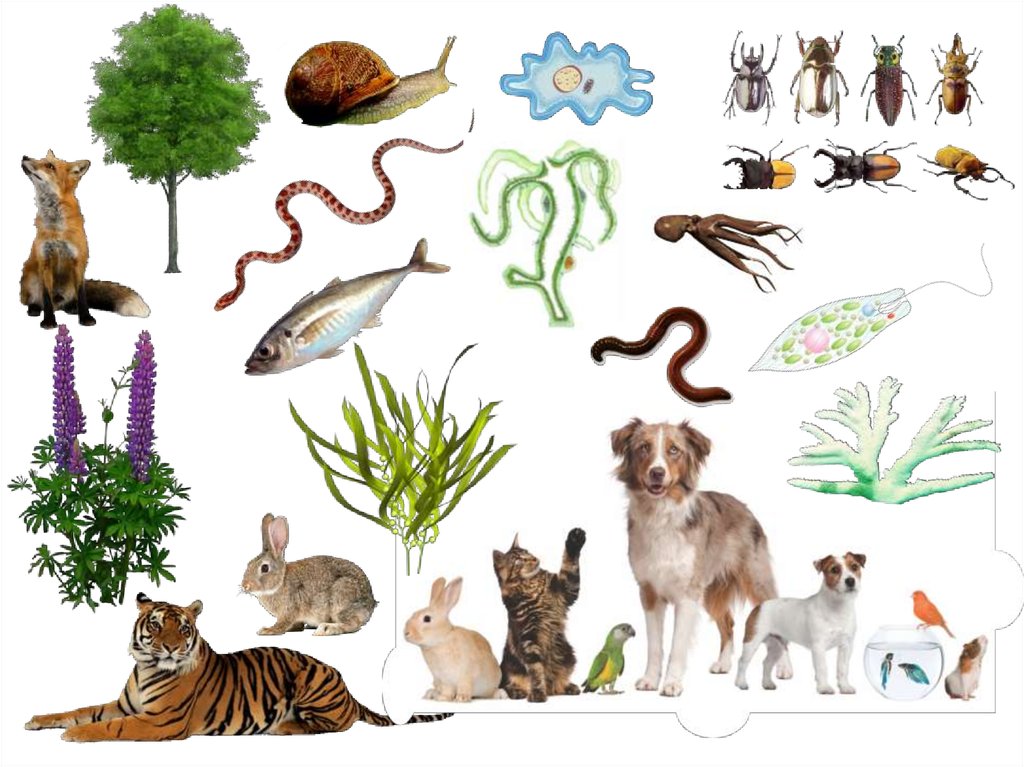Как можно объяснить высокое разнообразие животных. Органические животные.