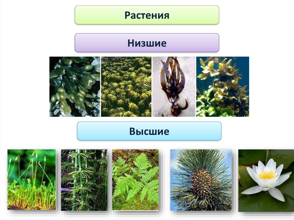 Низшие растения примеры названия. Разнообразие растений низшие и высшие. Высшие растения. Низшие растения. Низкие и высшие растения.