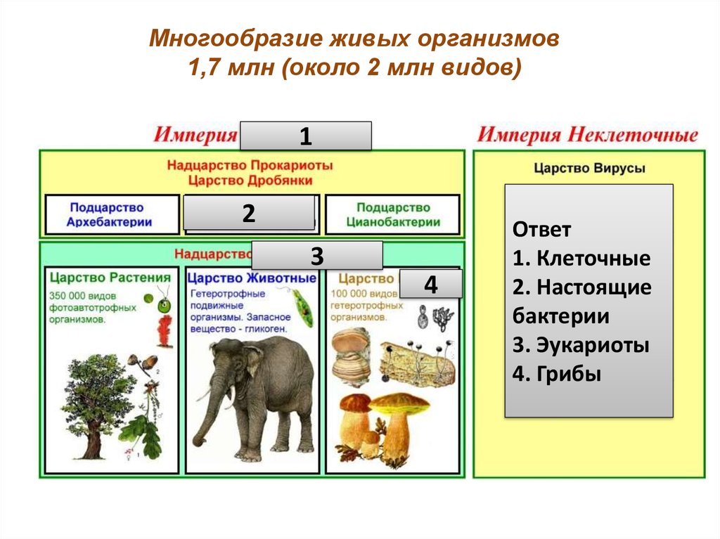 Вид живого. Разнообразие живых организмов таблица 9 класс. Многообразие видов живых организмов. Многообразие организмов кратко. Схема многообразие организмов.