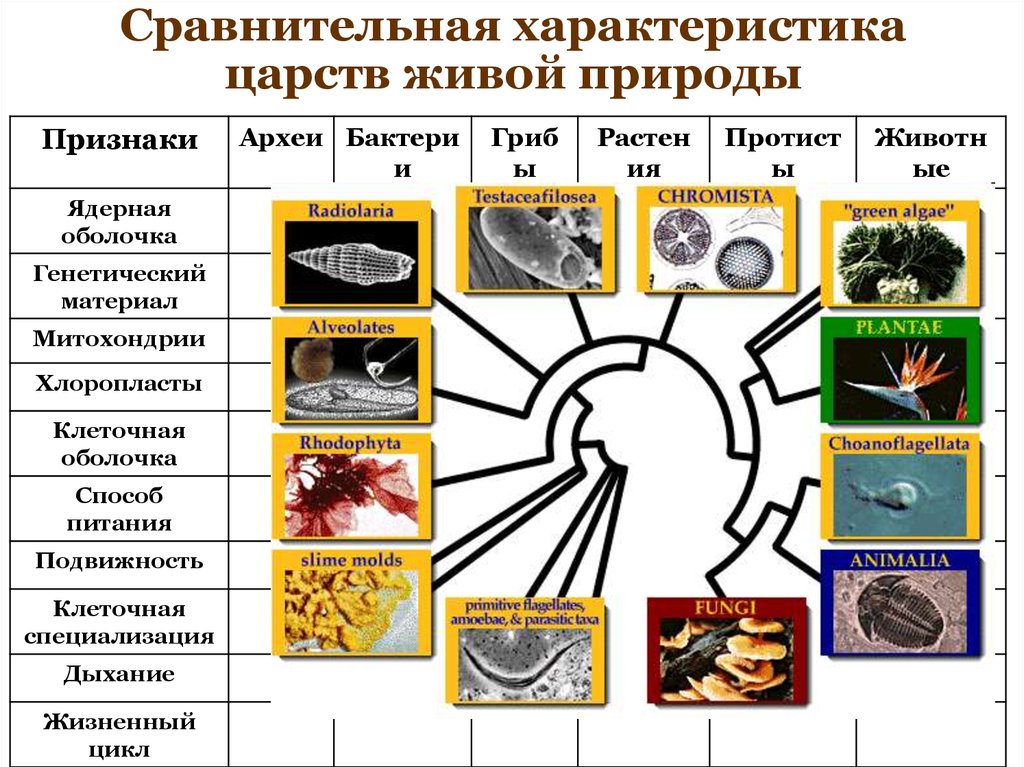 Царства живой природы характерные признаки царств. Сравнительная характеристика Царств живой природы. Особенности Царств живых организмов. Характеристика Царств. Таблица царства живой природы.