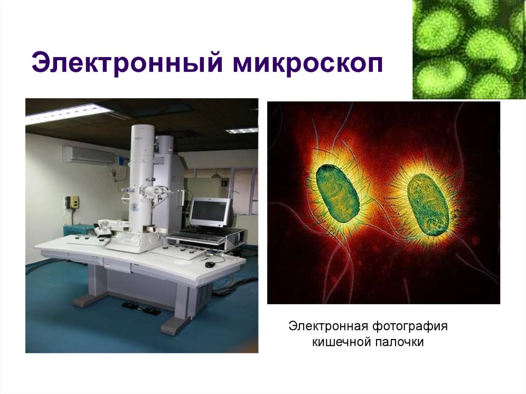 Электронная микроскопия без криообработки