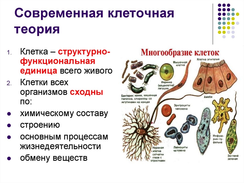 Клеточная теория картинки для презентации