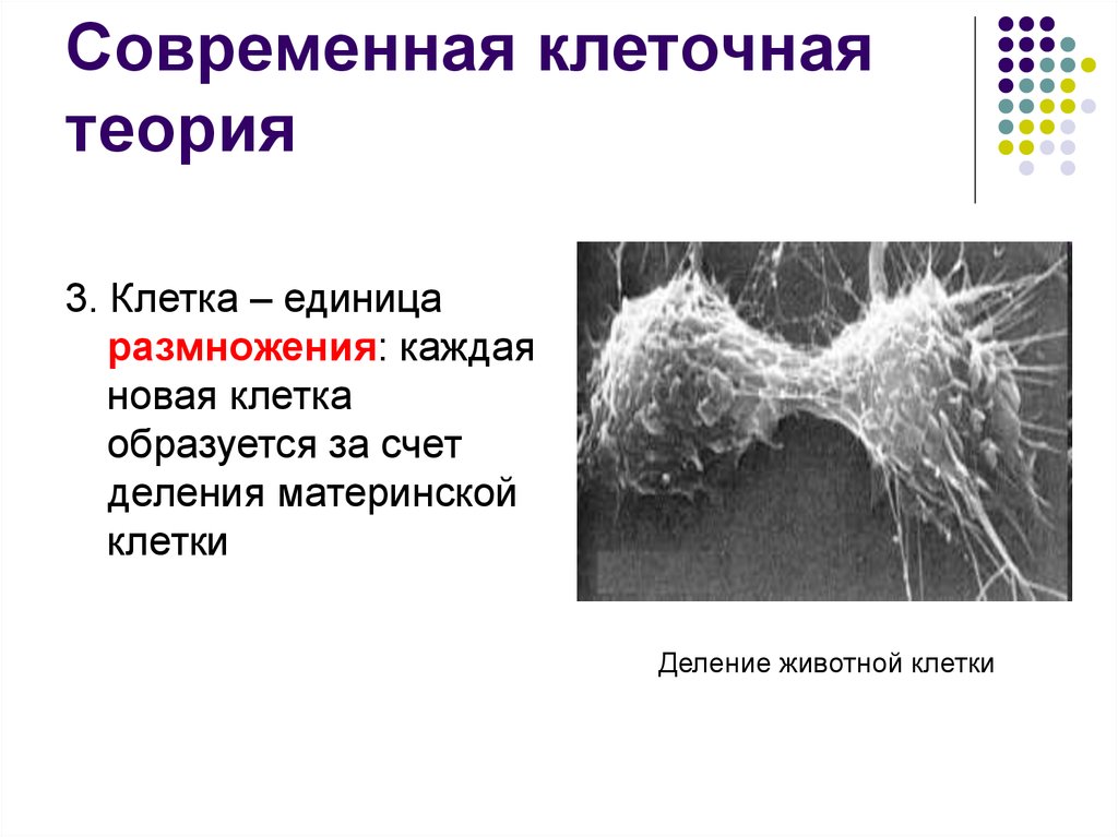 Современная клеточная теория. Клетка единица размножения. Согласно клеточной теории клетка это единица. Новые клетки появляются из материнской путём деления кто открыл.