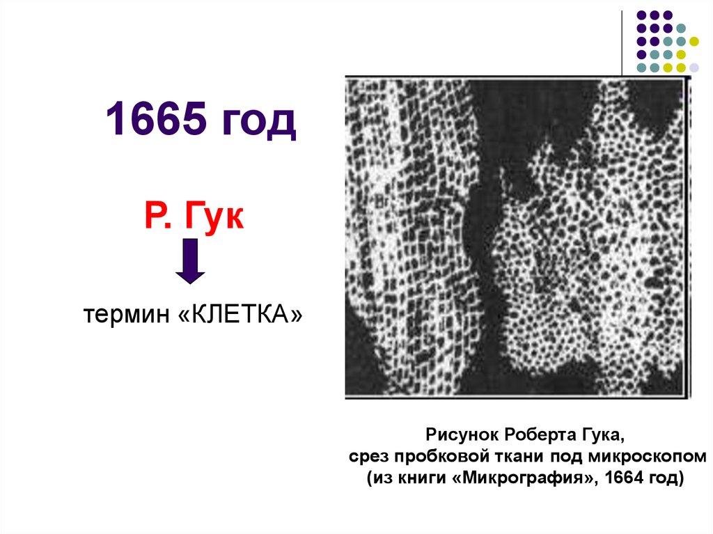 Термин клетка. 1665 Год - Роберт Гук клетки. 1665 Год Роберт Гук цитология. Роберт Гук цитология. Клетка Роберта Гука под микроскопом.