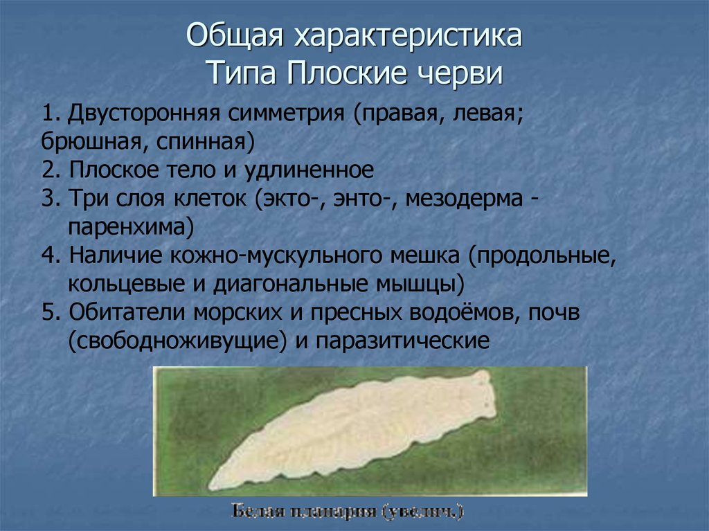 Тип плоские черви презентация 7 класс биология. Общая характеристика плоских червей. Характеристика плоских червей. Основные характеристики плоских червей. Основная характеристика типа плоские черви.