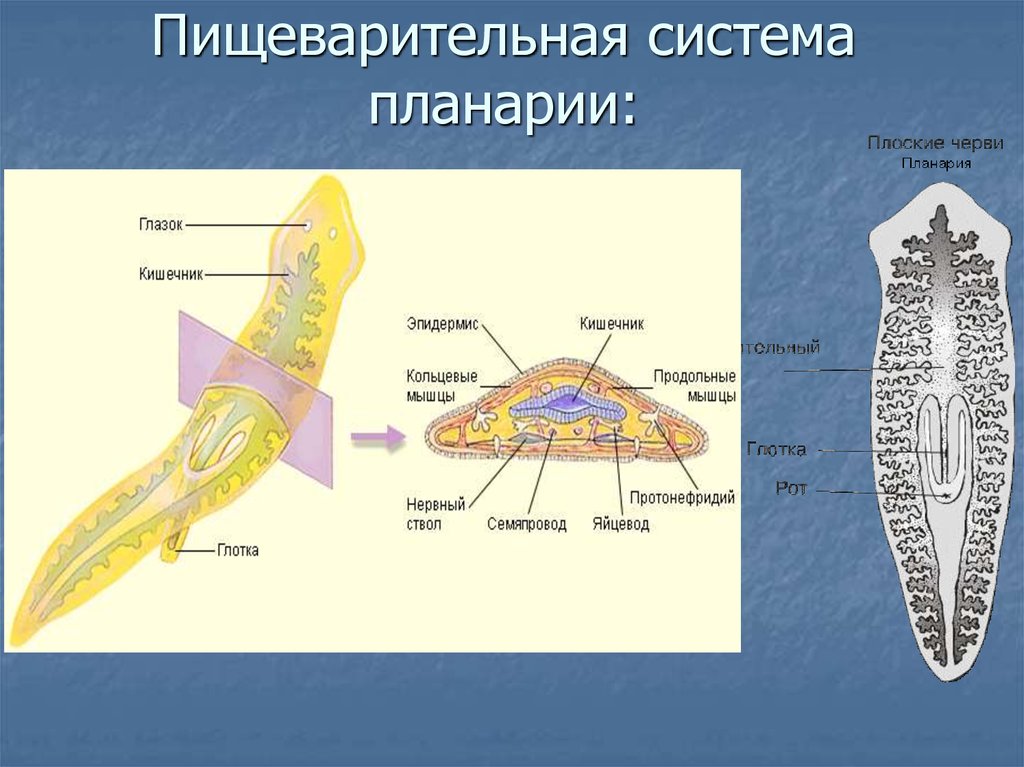 Внутреннее строение плоских. Плоский червь планария строение. Плоские черви строение планарии. Выделительная система планарии. Тип плоские черви пищеварительная система.