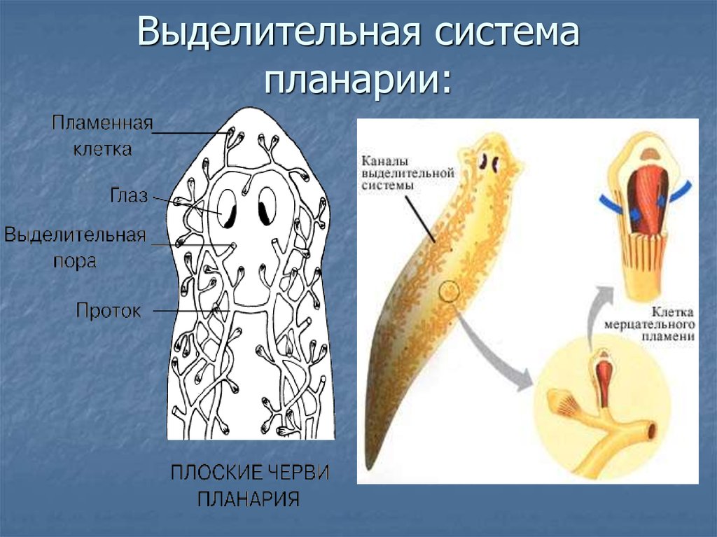 Нервная система планарии рисунок