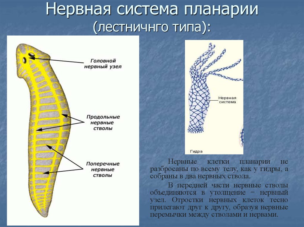 Белую планарию относят к типу