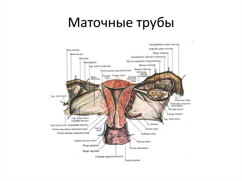 Маточная труба рисунок