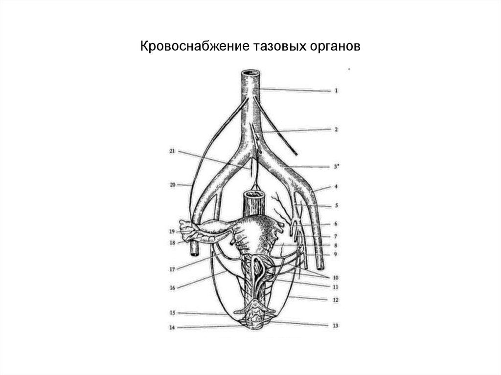 Кровоснабжение органов схема