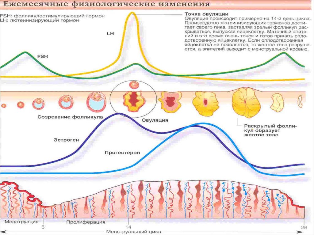 Могут ли поменяться месячные. Фазы менструального цикла схема. Менструальный цикл гормоны схема. Фазы менструационного цикла и гормоны. Менструальный цикл схема анатомия.