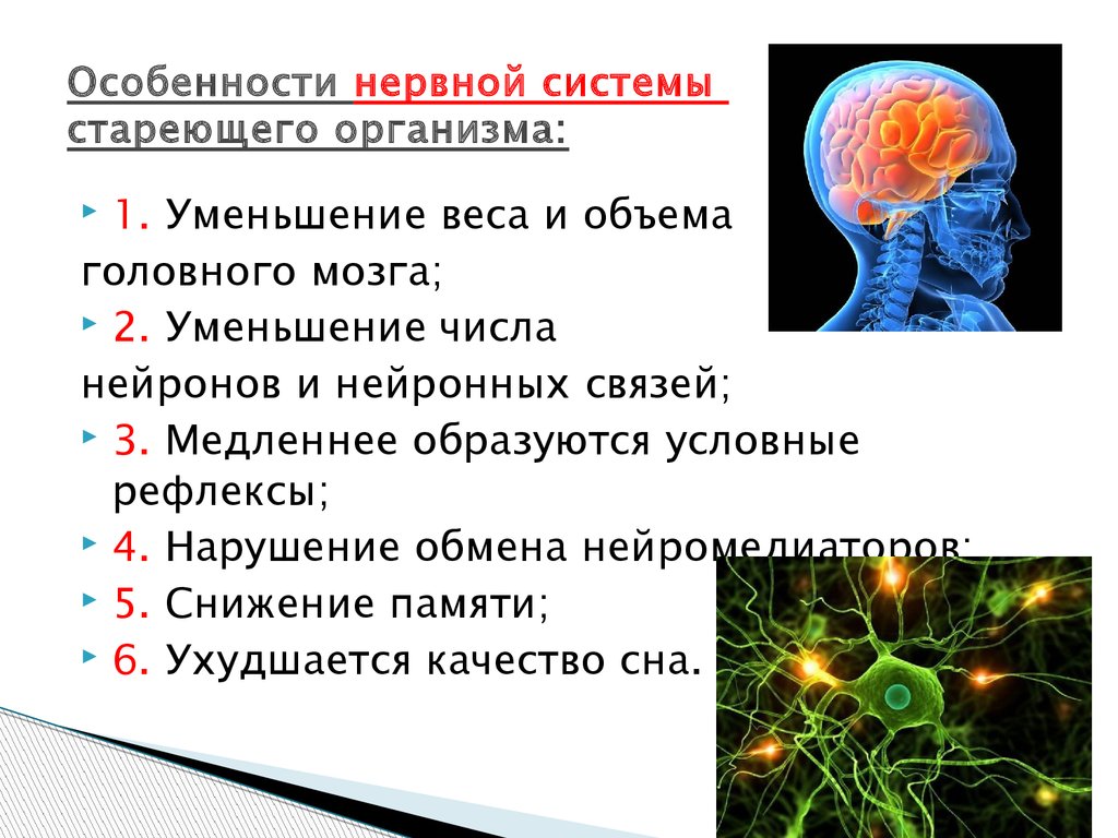 Основные клетки мозга
