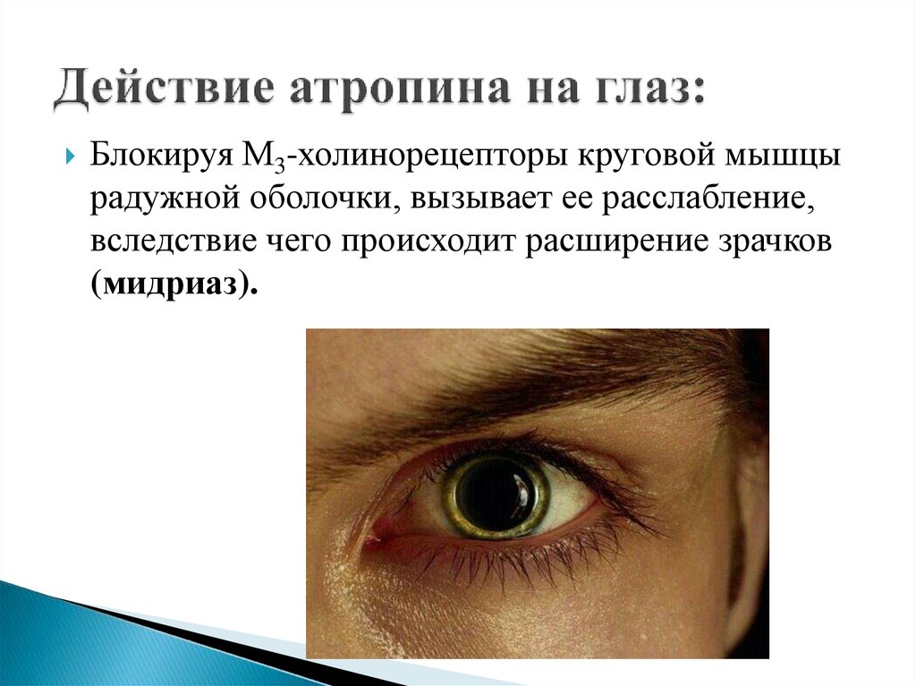 Зачем закапывают глаза. Эффекты атропина на глаз. Атропин капли глазные эффект.