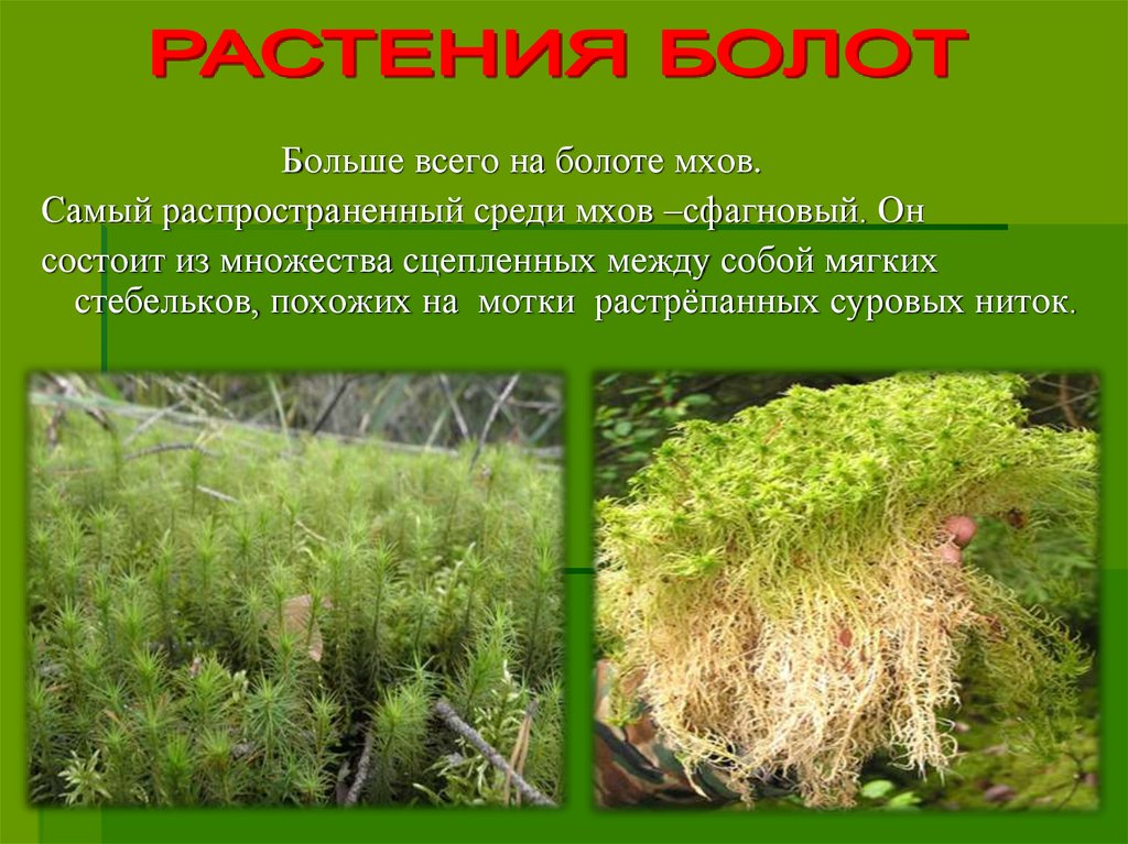 Растениями болота являются. Сфагнум сфагновые мхи. Сфагнум болотный. Лесной мох сфагнум. Мох сфагнум в России.