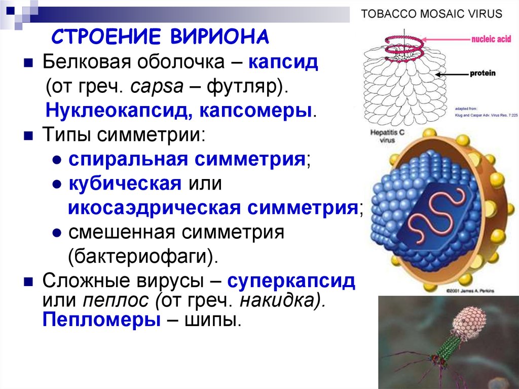 Белковый капсид. Структура вириона микробиология. Основные принципы структурной организации вирионов. Строение вириона. Строение вириона микробиология.