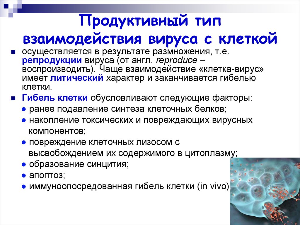 Продуктивный этап. Стадии продуктивного типа взаимодействия вируса с клеткой. Этапы продуктивного типа взаимодействия вирусов с клеткой. Этапы продуктивного взаимодействия вируса с клеткой. Этапы взаимодействия вируса с клеткой микробиология.