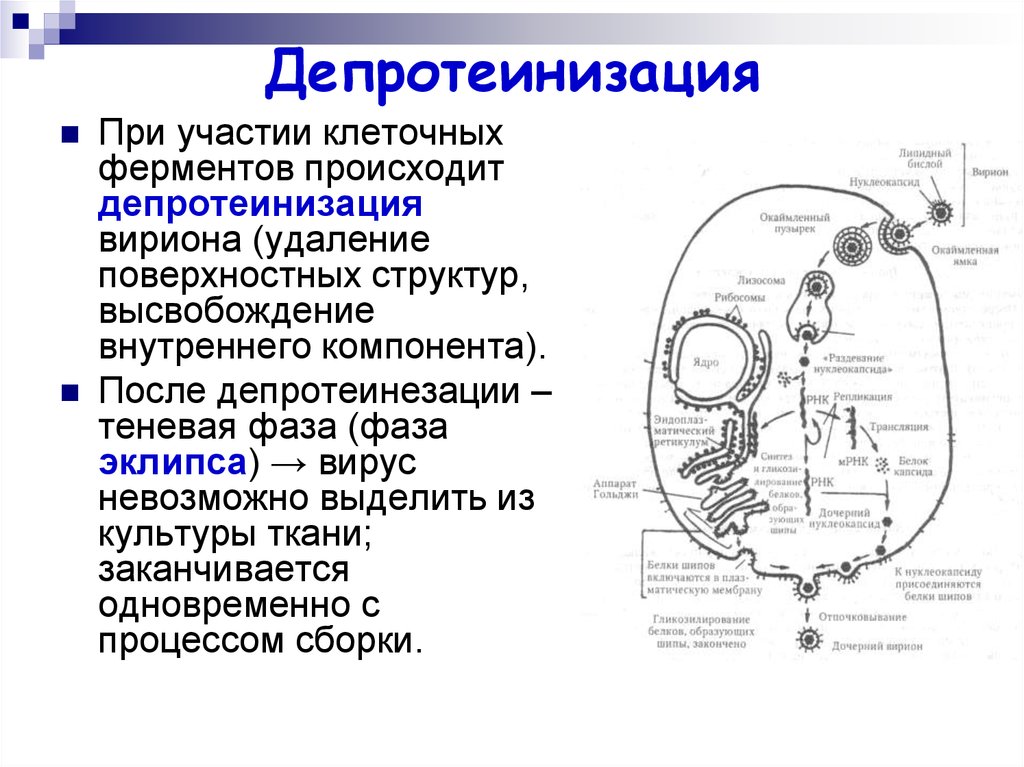 Состав клетки фермент клетки. Депротеинизация вируса. Депротеинизация это процесс. Депротеинизация это микробиология. Депротеинизация в токсикологии.