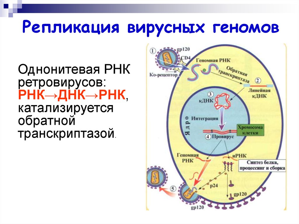 Рнк геномные вирусы. Репликация РНК вирусов схема. Механизмы репликации ретровирусов. Репликация ДНК вирусов схема. Репликация ДНК содержащих вирусов схема.