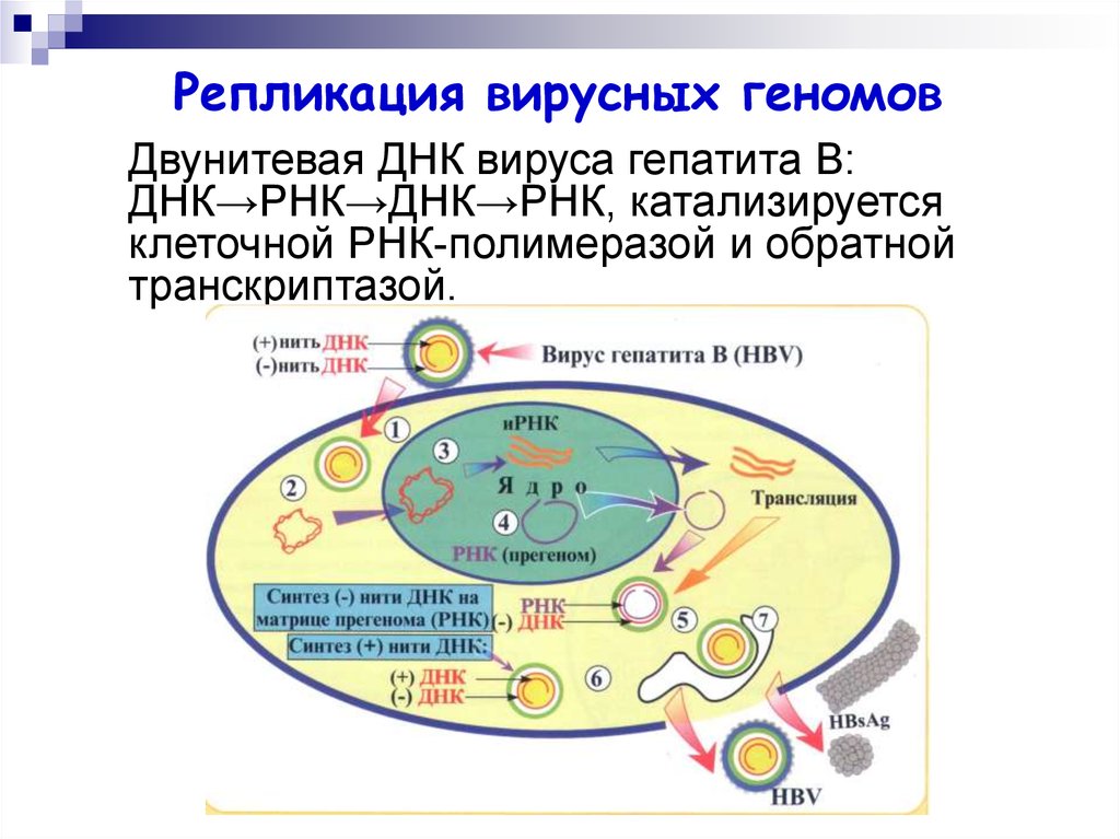 Рнк геномные вирусы. Схема репродукции РНК содержащих вирусов. Схема репликации вируса гепатита а. Схема репродукции вируса гепатита в. Схема репродукции ДНК вирусов.