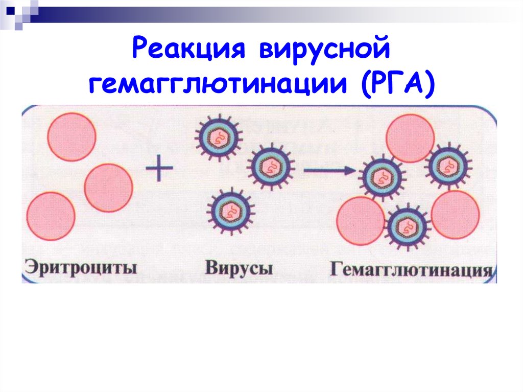 Гемагглютинация. Реакция торможения гемагглютинации (РТГА) (схема).. Реакция гемагглютинации вирусов. Реакция гемагглютинации микробиология схема. Реакция непрямой гемагглютинации вирусов.