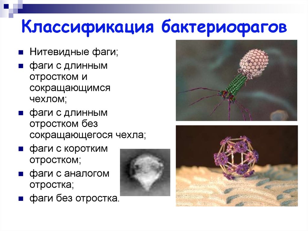 Классификация бактериофагов