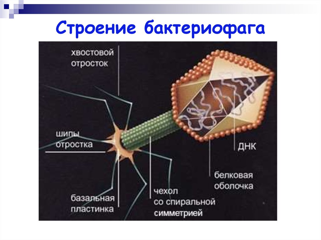 Строение бактериофага