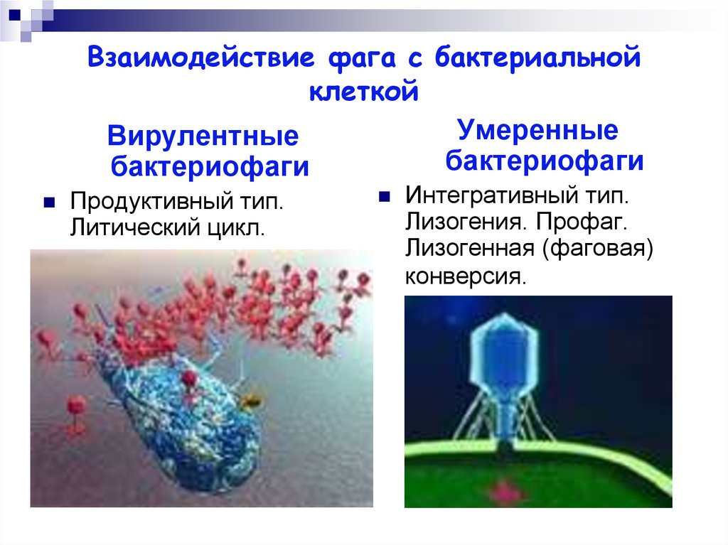 Бактериофаг роль