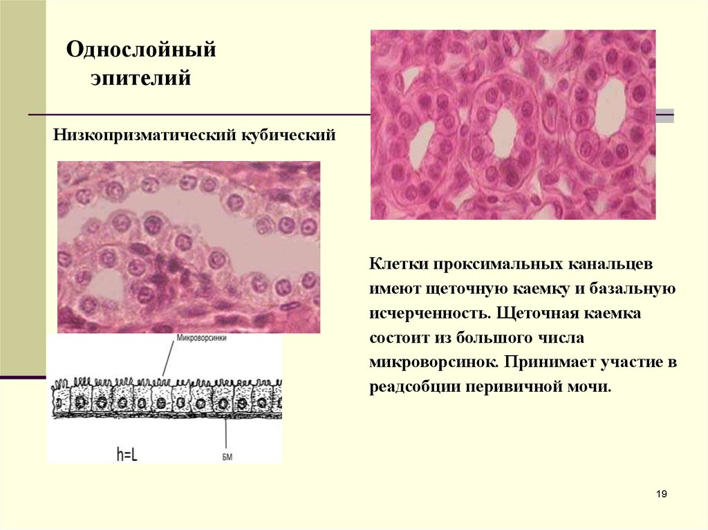 Клетки эпителия. Клетки однослойного кубического эпителия. Кубический эпителий щеточная каемка. Однослойный эпителий и многослойный эпителий. Однослойный кубический низкопризматический эпителий.