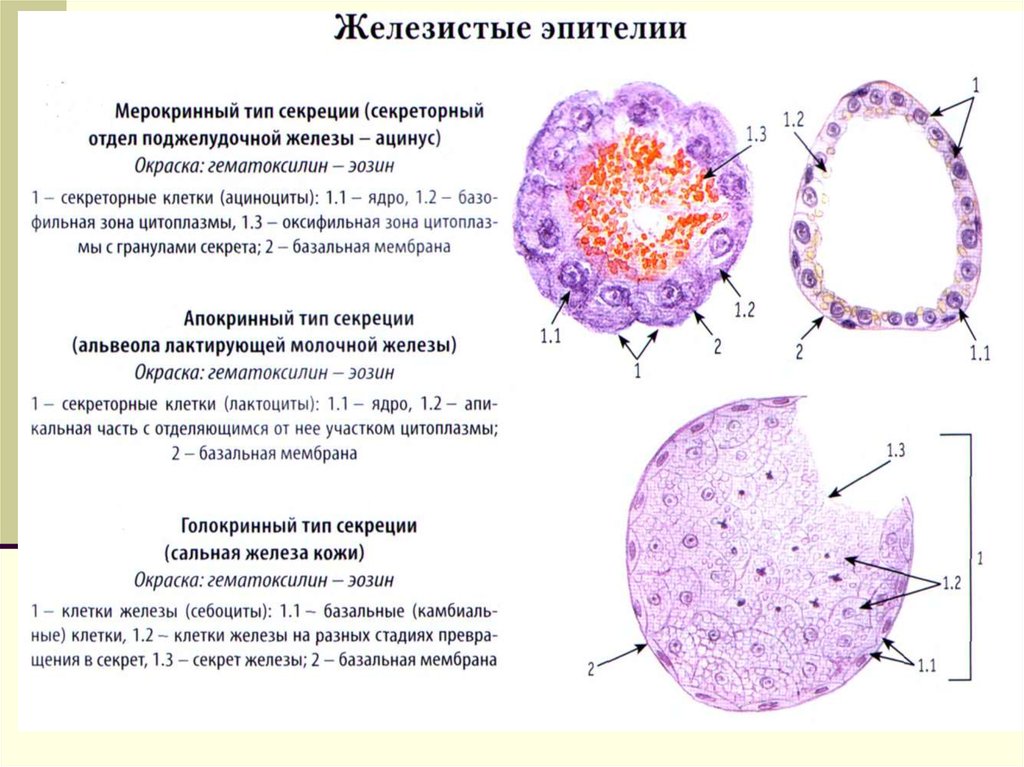 Молочная железа схема гистология