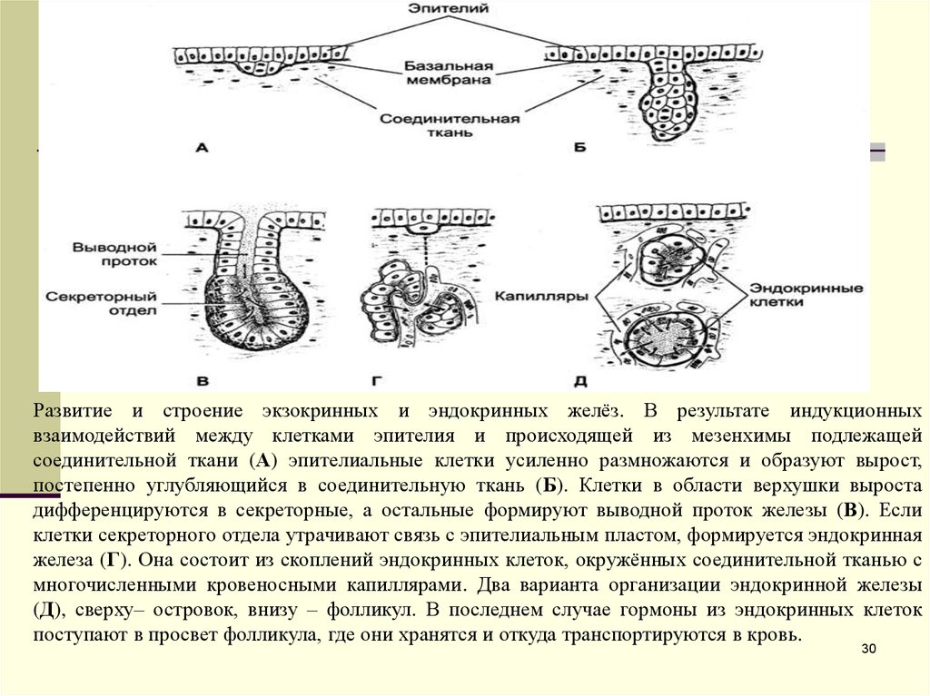 Экзокринные железы выводные протоки. Развитие эндокринных и экзокринных желез. Схема строения экзокринных и эндокринных желез. Секреции железы анатомия ткань. Железистый эпителий железы строение.