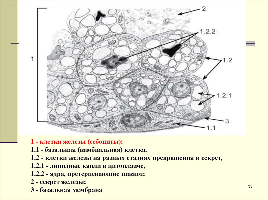 Базальные клетки. Клетка железа. Камбиальные клетки. Базальные клетки камбиальные. Базальные эпителиальные клетки.