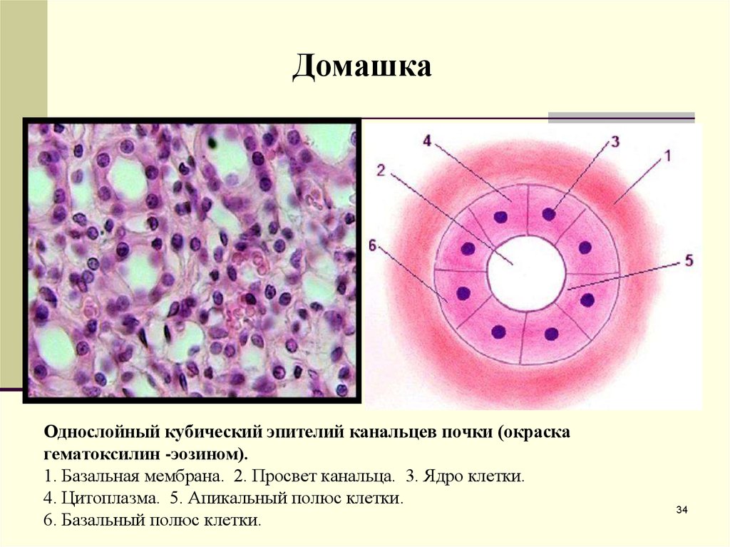 Ткань ядра клетки. Однослойный кубический и цилиндрический эпителий канальцы почки. Однослойный кубический эпителий канальцев почки. Однослойный кубический эпителий (канальцы почки). Кубический реснитчатый эпителий.