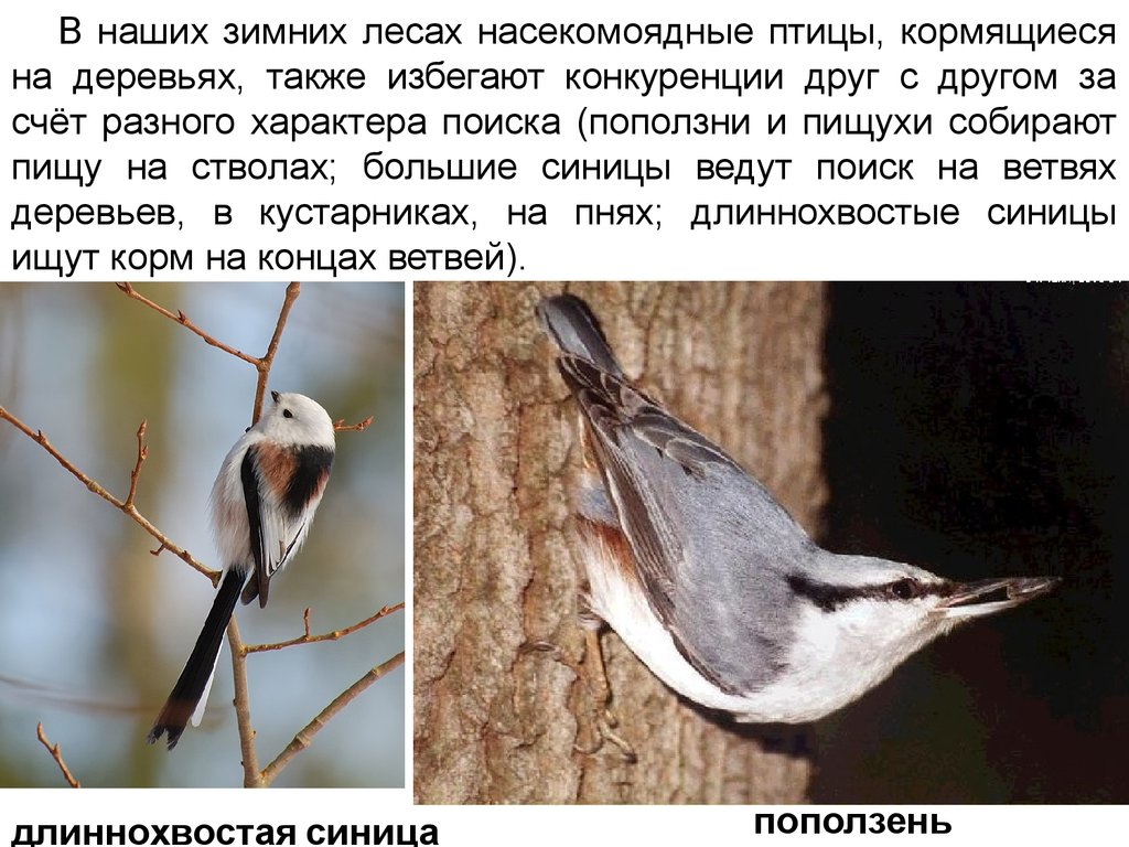 Насекомоядные птицы это. Насекомоядные птицы. Насекомоядные птицы в лесу. Крупные Насекомоядные птицы. Насекомоядные птицы зимой.