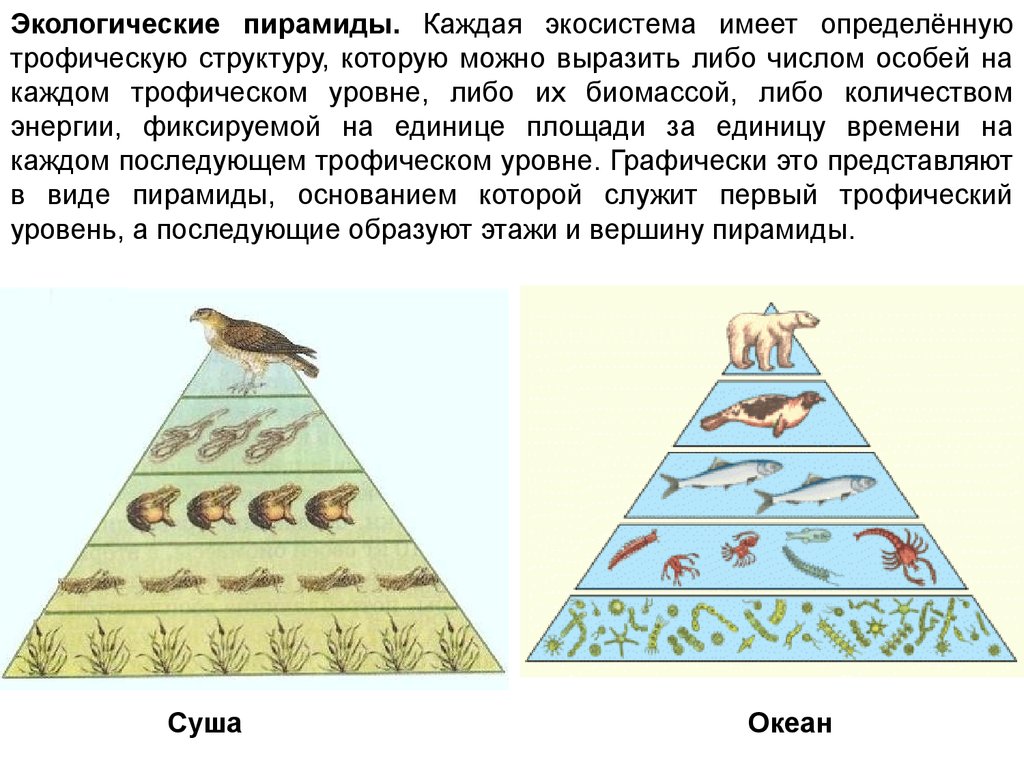 Постройте пирамиду чисел пищевой цепи. Экологическая пирамида биомассы. Экологические пирамиды биомассы водной экосистемы. Пищевая цепочка и биомасса пирамида. Экологические пирамиды пирамида биомасс.