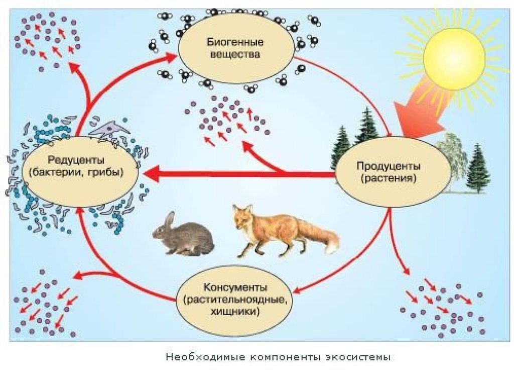 Экология, как наука. Предмет и задачи экологии. (Лекция 1) - презентация  онлайн