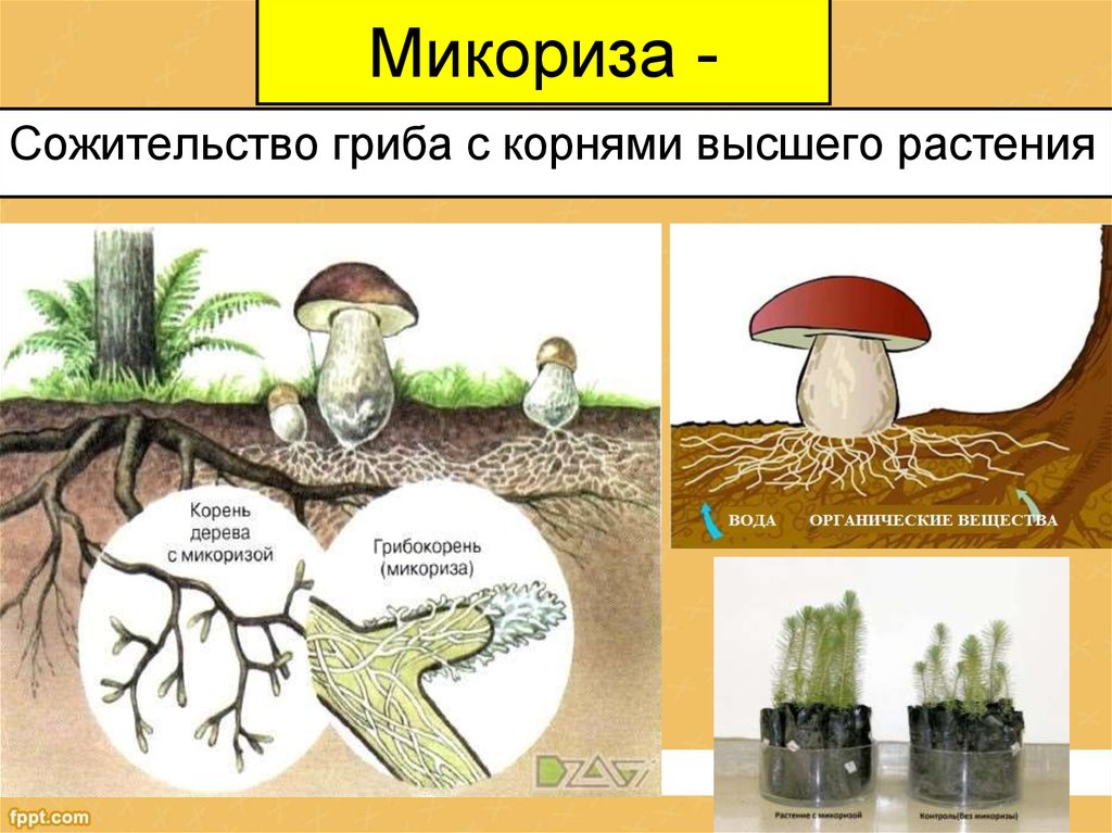 Шляпочный гриб и дерево. Шляпочные грибы микориза. Строение гриба микориза. Микориза у шляпочных грибов. Грибница микориза.